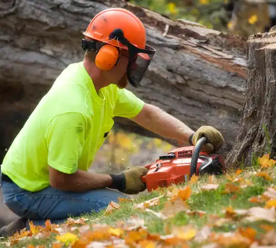 tree services Woodlawn Park